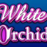 White Orchid logotipas