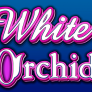 White Orchid logotipas