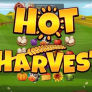 Hot Harvest logotipas